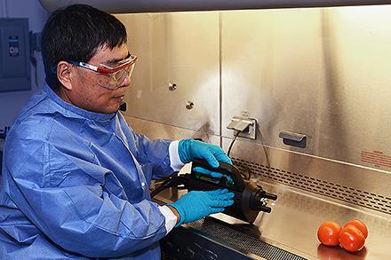 A scientist treats tomatoes with cold plasma-activated hydrogen peroxide.