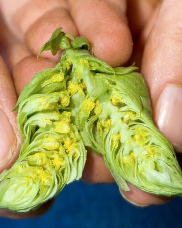 A hop cone split apart to reveal lupulin glands