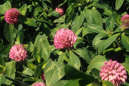 Red clover