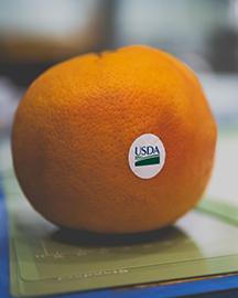 A fruit sticker on an orange.