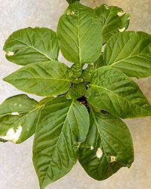 A pepper plant showing significant damage from cold.