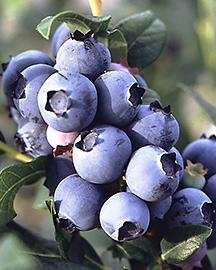 A blueberry bush