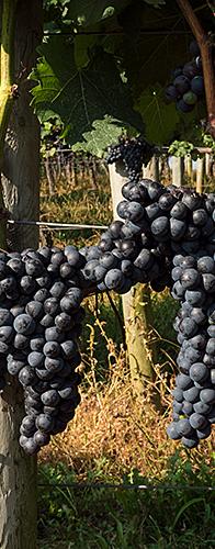 Purple grapes growing in a vineyard