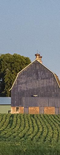 Rows of crops growing in front of a barn and silo.