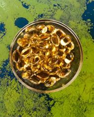 Fish oil capsules overlaying algae.
