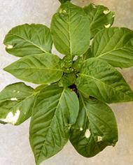 A pepper plant showing significant damage from cold.